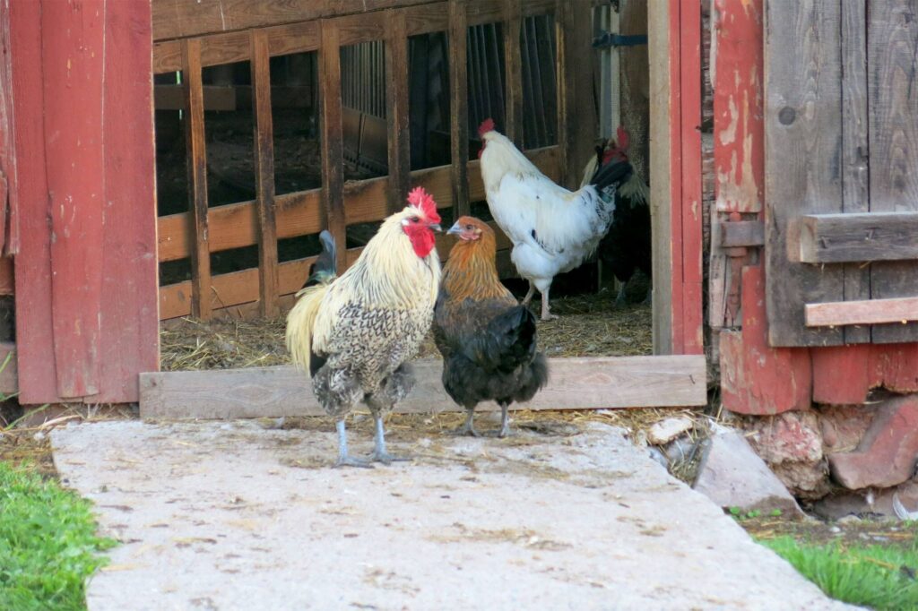 Träna med en höna på Högberga Gård